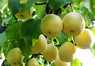經(jīng)過(guò)殺蟲(chóng)燈防治后的梨樹(shù)圖片